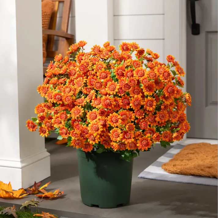 AutumnGlow Mums - A Perfect Fall Porch, Guaranteed + 50% OFF - Image 12