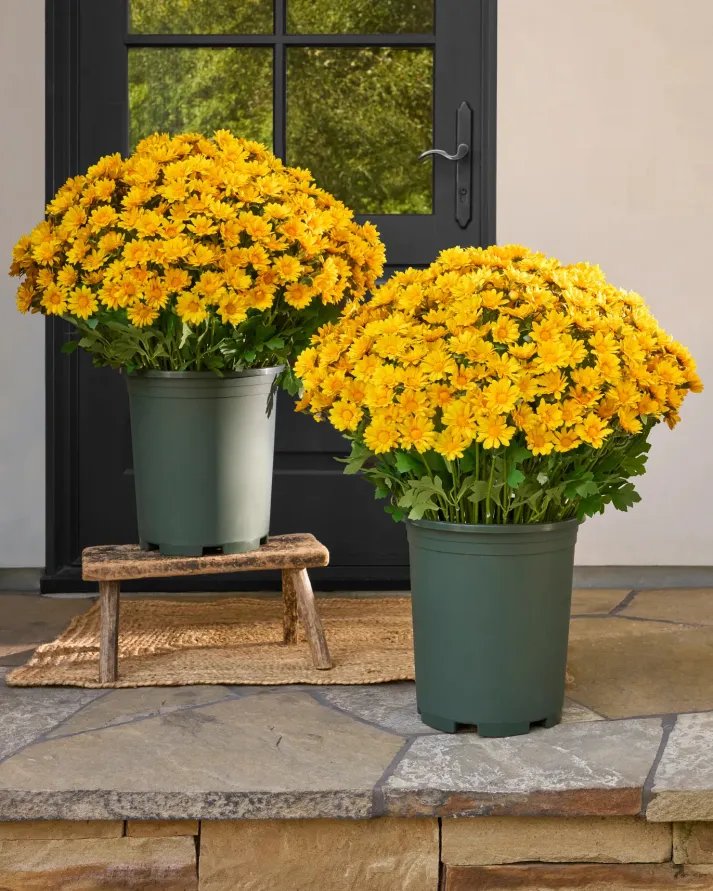 AutumnGlow Mums - A Perfect Fall Porch, Guaranteed + 50% OFF - Image 14