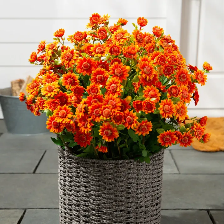 AutumnGlow Mums - A Perfect Fall Porch, Guaranteed + 50% OFF - Image 17