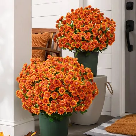 AutumnGlow Mums - A Perfect Fall Porch, Guaranteed + 50% OFF - Image 18