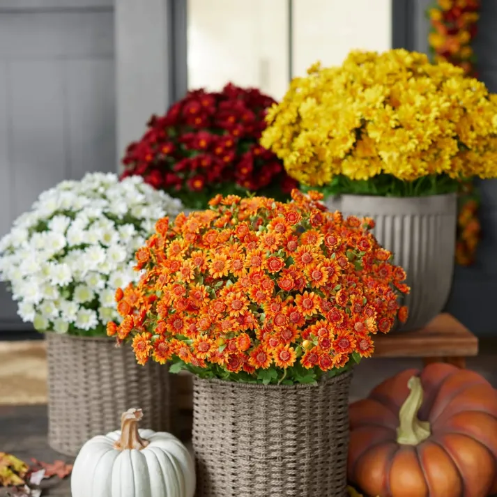 AutumnGlow Mums - A Perfect Fall Porch, Guaranteed + 50% OFF - Image 8