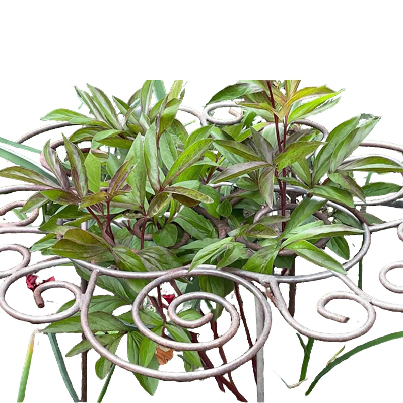 Filigra™ – Heavy-Duty Iron Scroll Peony & Flower Support Frame + 50% OFF - Image 4