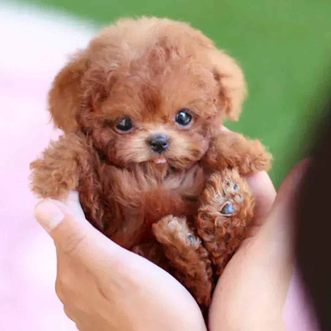 Nicco - My Realistic Robot Puppy - The Perfect Companion, No Mess +50% OFF - Image 4