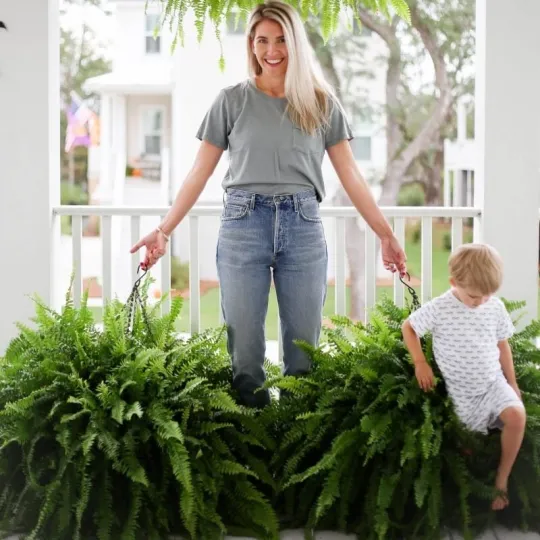 The EverFresh Boston Fern - Lush Beauty That Lasts Forever + 50% OFF - Image 2