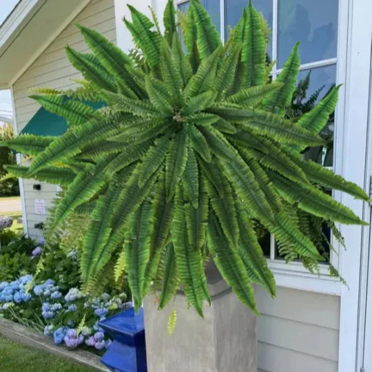 The EverFresh Boston Fern - Lush Beauty That Lasts Forever + 50% OFF - Image 7